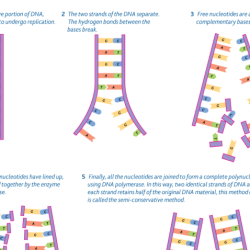 Dna replication conservative model dispersive models strands three label below which microbiology semiconservative diagram strand round double two parental original