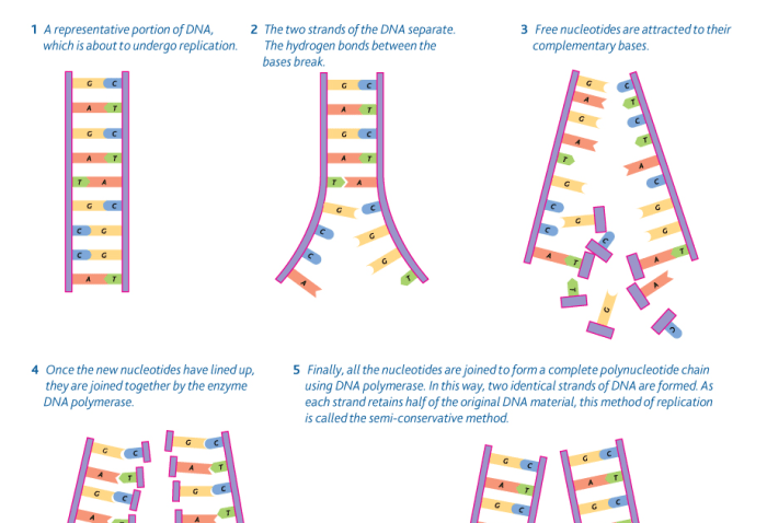 Dna replication conservative model dispersive models strands three label below which microbiology semiconservative diagram strand round double two parental original