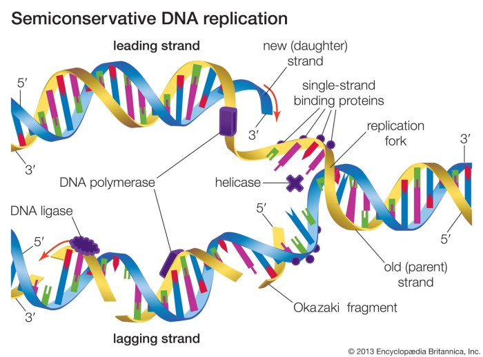 Model 3 timing of dna replication