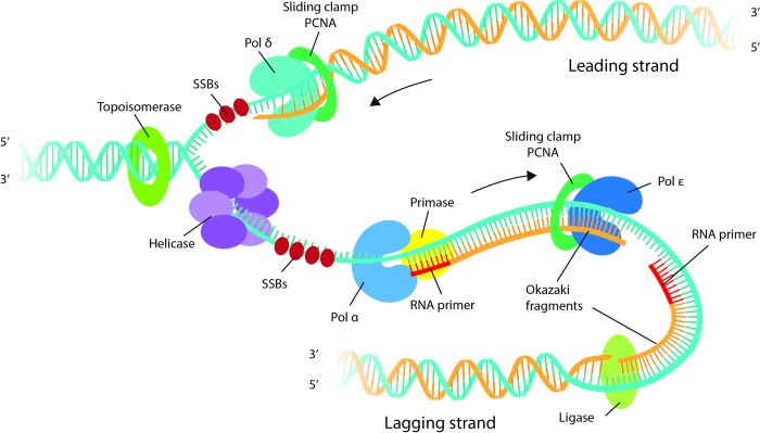 Model 3 timing of dna replication