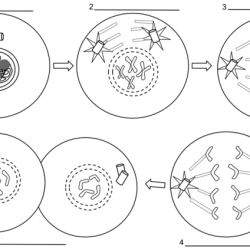 Mitosis coloring worksheet answer key pdf