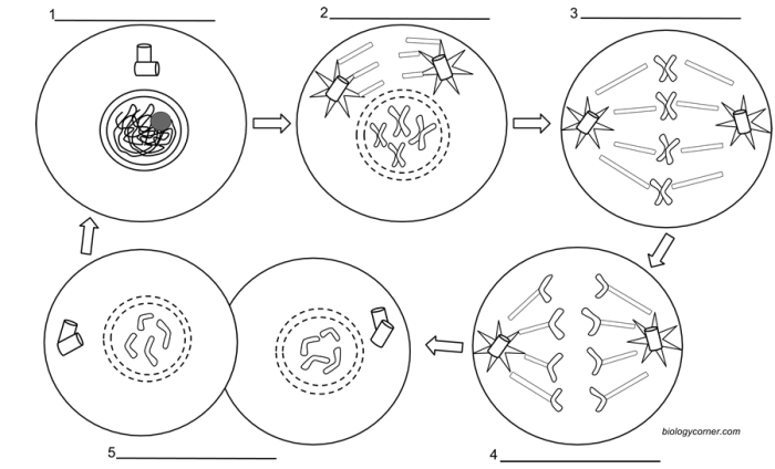 Mitosis coloring worksheet answer key pdf