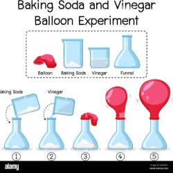 Yeast balloon experiment worksheet answers