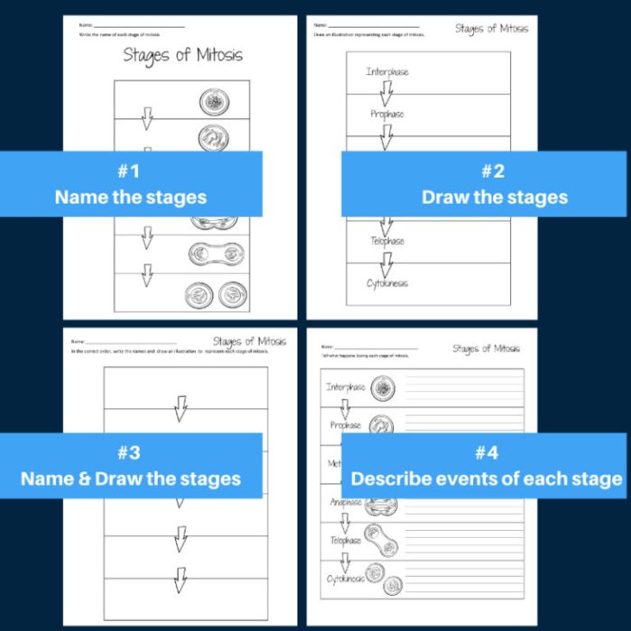 Mitosis coloring worksheet answer key pdf