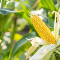 Maize corn early seeds leaming seed collection