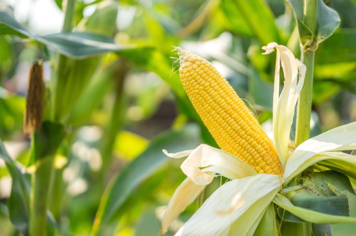 Maize corn early seeds leaming seed collection