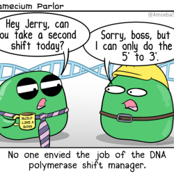 Amoeba sisters dna replication worksheet