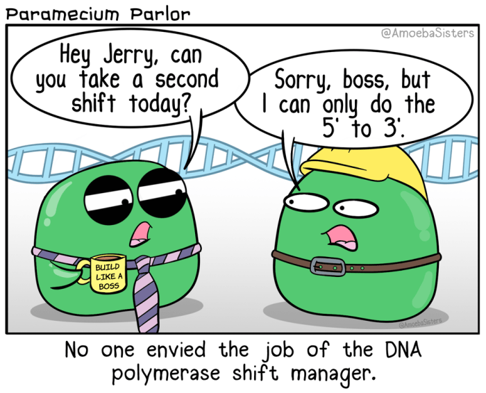 Amoeba sisters dna replication worksheet