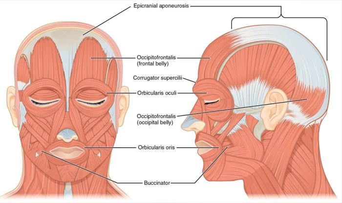 Neck muscles clipart head etc front large lower usf edu medium original jaw side