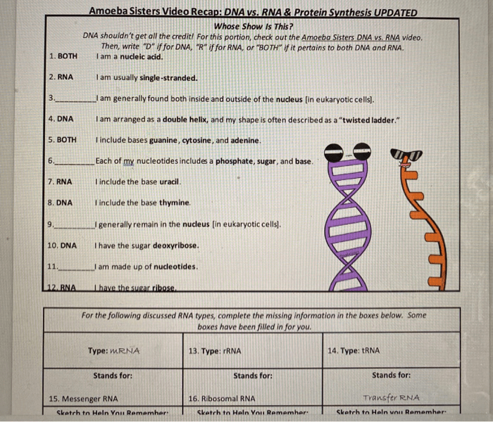 Amoeba sisters dna replication worksheet