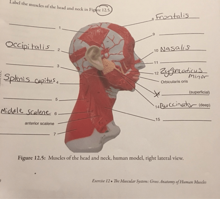 Head muscles neck anatomy diagram label human labeling body