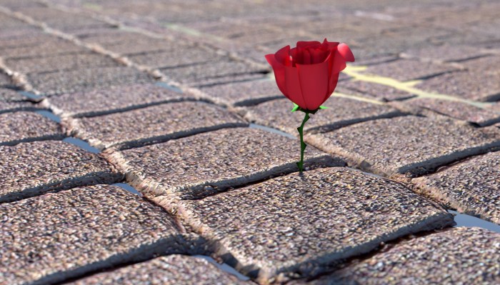 The rose that grew from concrete lesson plan