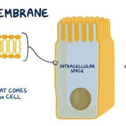 Cell membrane and transport webquest answer key