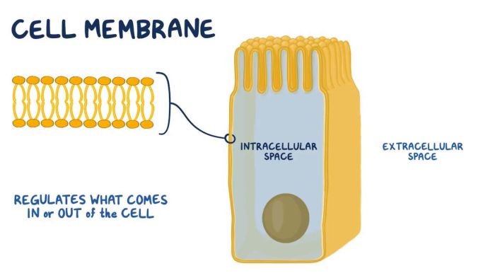 Cell membrane and transport webquest answer key